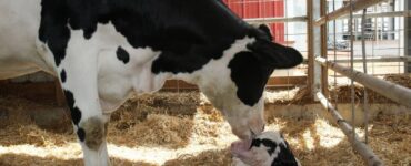 Webinar Redução de perdas gestacionais em vacas leiteiras