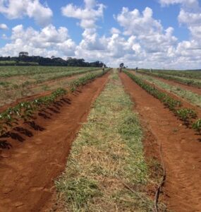 Como chegar terra em cafeeiros