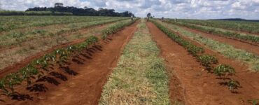 Como chegar terra em cafeeiros