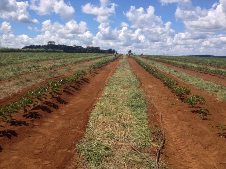 Como chegar terra em cafeeiros