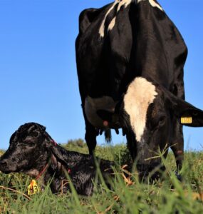 Webinar Período de transição de vacas leiteiras