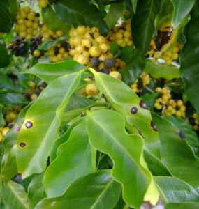 Folhas de cafeeiro com sintomas de cercosporiose