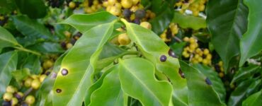 Folhas de cafeeiro com sintomas de cercosporiose