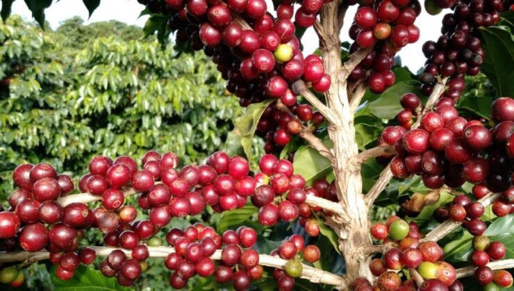 Frutos do café afetados pelo ácaro da mancha anular
