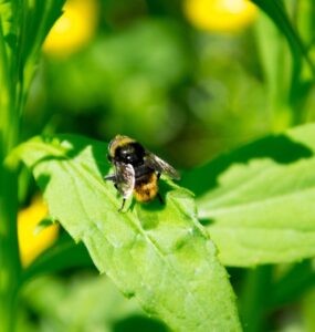 Mosca em uma folha verde de uma plantação