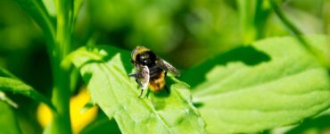 Mosca em uma folha verde de uma plantação