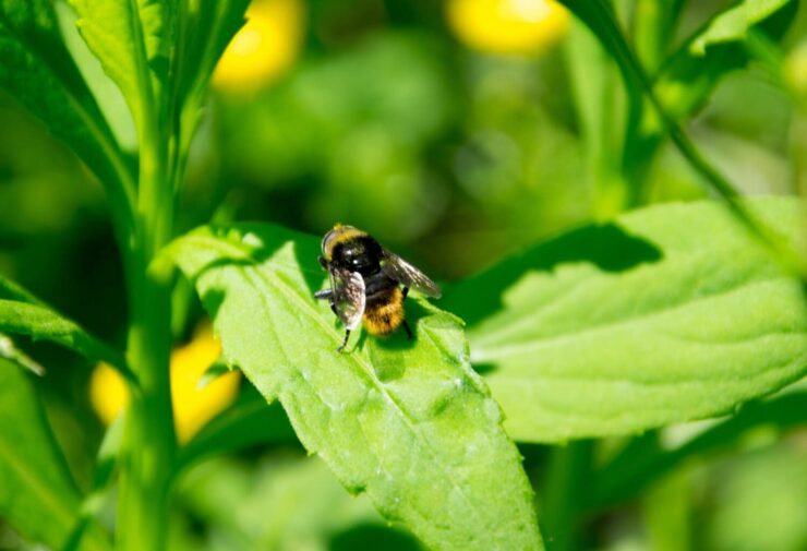 Mosca em uma folha verde de uma plantação