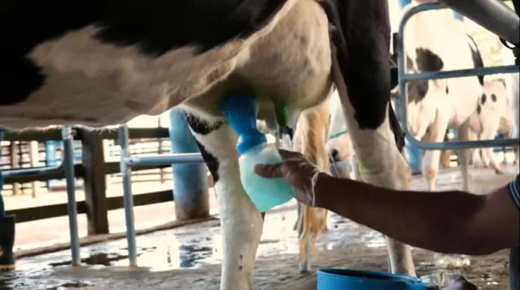 Realização de pré-dipping em teto de vaca leiteira