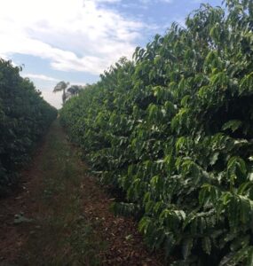 Cafezal bem cuidado após utilização de composto orgânico