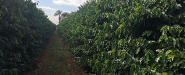 Cafezal bem cuidado após utilização de composto orgânico