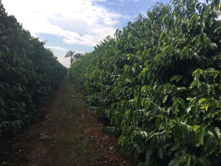 Cafezal bem cuidado após utilização de composto orgânico