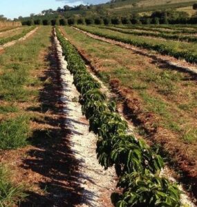 Aplicação de gesso agrícola em lavoura de café
