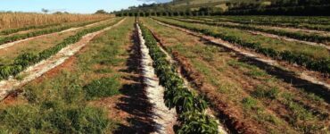 Aplicação de gesso agrícola em lavoura de café