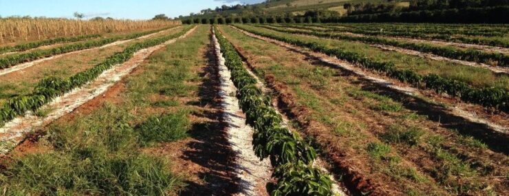 Aplicação de gesso agrícola em lavoura de café