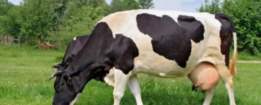 Vaca leiteira com o úbere cheio em um pasto