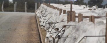 Bovinos de corte no regime de confinamento
