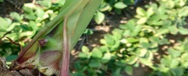 Controle de percevejo de barriga verde em planta de milho.