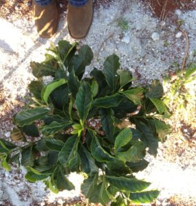 Cafeeiro com gesso agrícola no solo