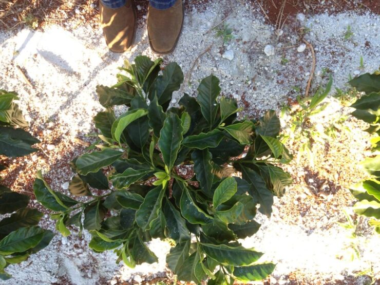 Cafeeiro com gesso agrícola no solo