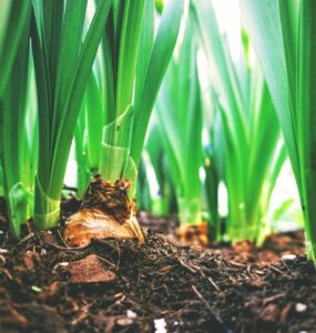 Como melhorar a plantabilidade