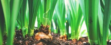 Como melhorar a plantabilidade
