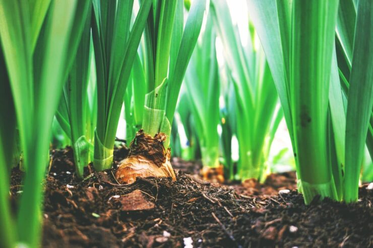 Como melhorar a plantabilidade