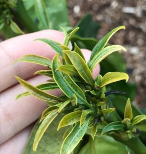 Sintoma de toxidez por glifosato no cafeeiro