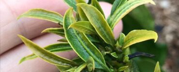 Sintoma de toxidez por glifosato no cafeeiro