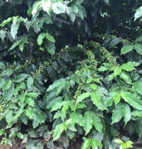 Cafeeiro carregado de frutos