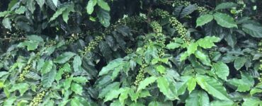 Cafeeiro carregado de frutos