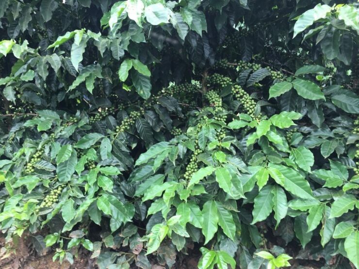 Cafeeiro carregado de frutos