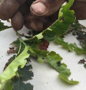 Folha de cafeeiro após ser atacado pelo carneirinho