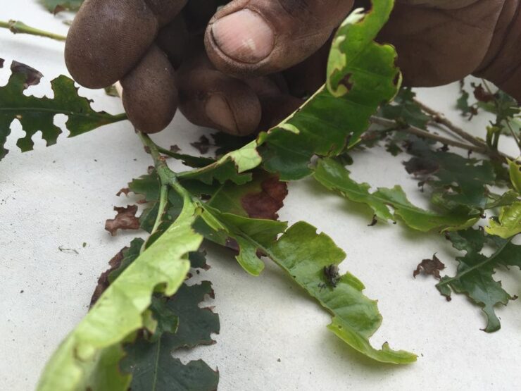 Folha de cafeeiro após ser atacado pelo carneirinho