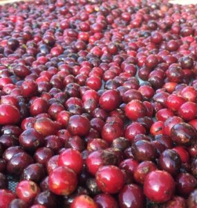 Fermentação do café