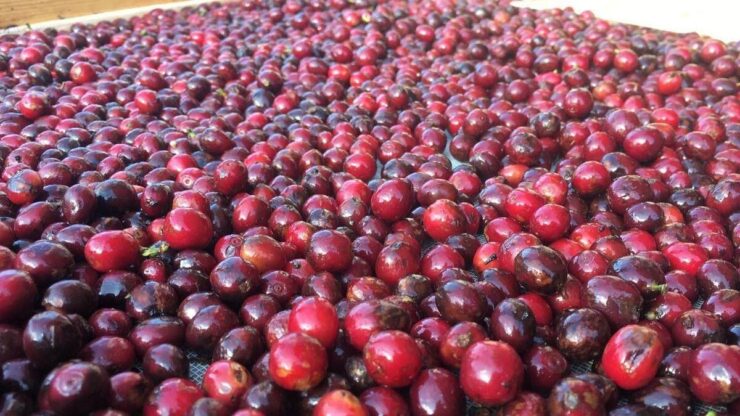Fermentação do café
