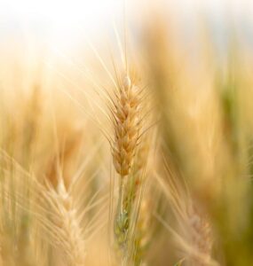 Imagem com foco no trigo