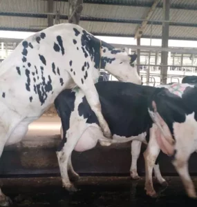 E-book Detecção de cio em vacas leiteiras