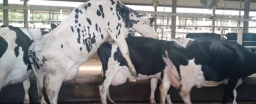E-book Detecção de cio em vacas leiteiras