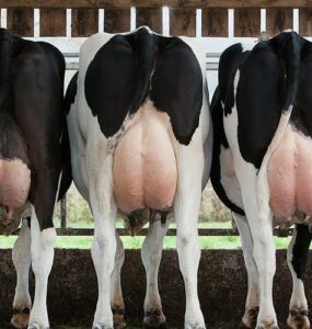 Vacas leiteiras em uma propriedade rural