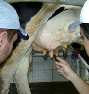 Técnicos avaliando teta de uma vaca leiteira