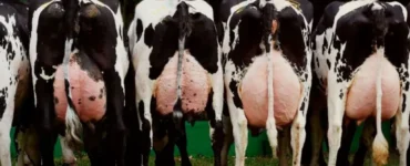 Cinco vacas leiteiras vistas pela parte traseira e com os úberes cheios