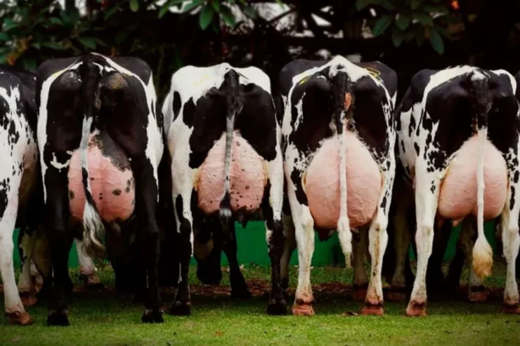 Cinco vacas leiteiras vistas pela parte traseira e com os úberes cheios