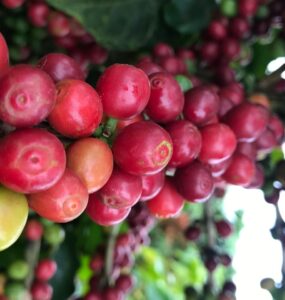 Cafeeiro carregado com frutos