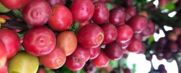 Cafeeiro carregado com frutos
