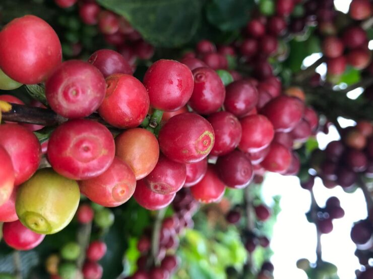 Cafeeiro carregado com frutos