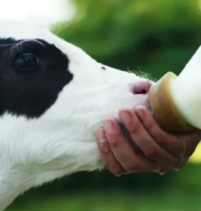 Bezerro se alimentando de colostro bovino