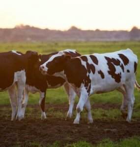 Vacas leiteiras em uma fazenda