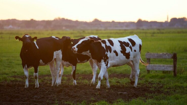 Vacas leiteiras em uma fazenda