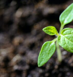 Planta nascendo em um solo de qualidade