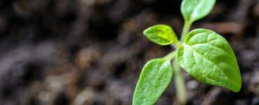 Planta nascendo em um solo de qualidade